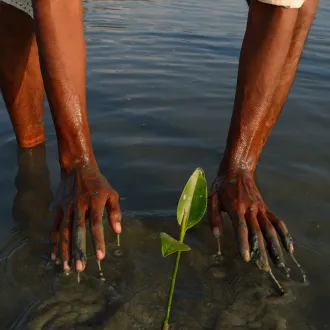 Nyplantet mangrovetre Smarthotel