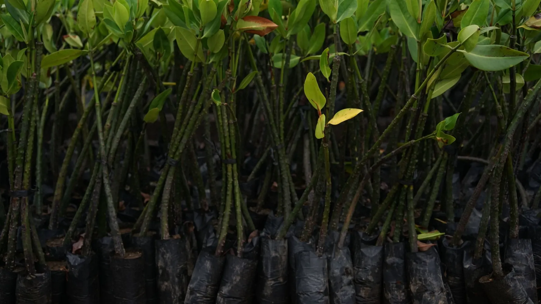 Mangrove skog