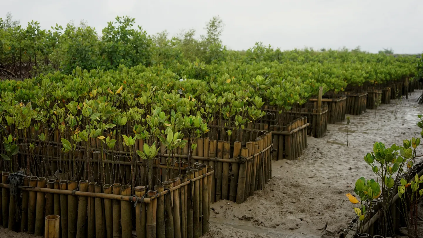 Mangrovetrær